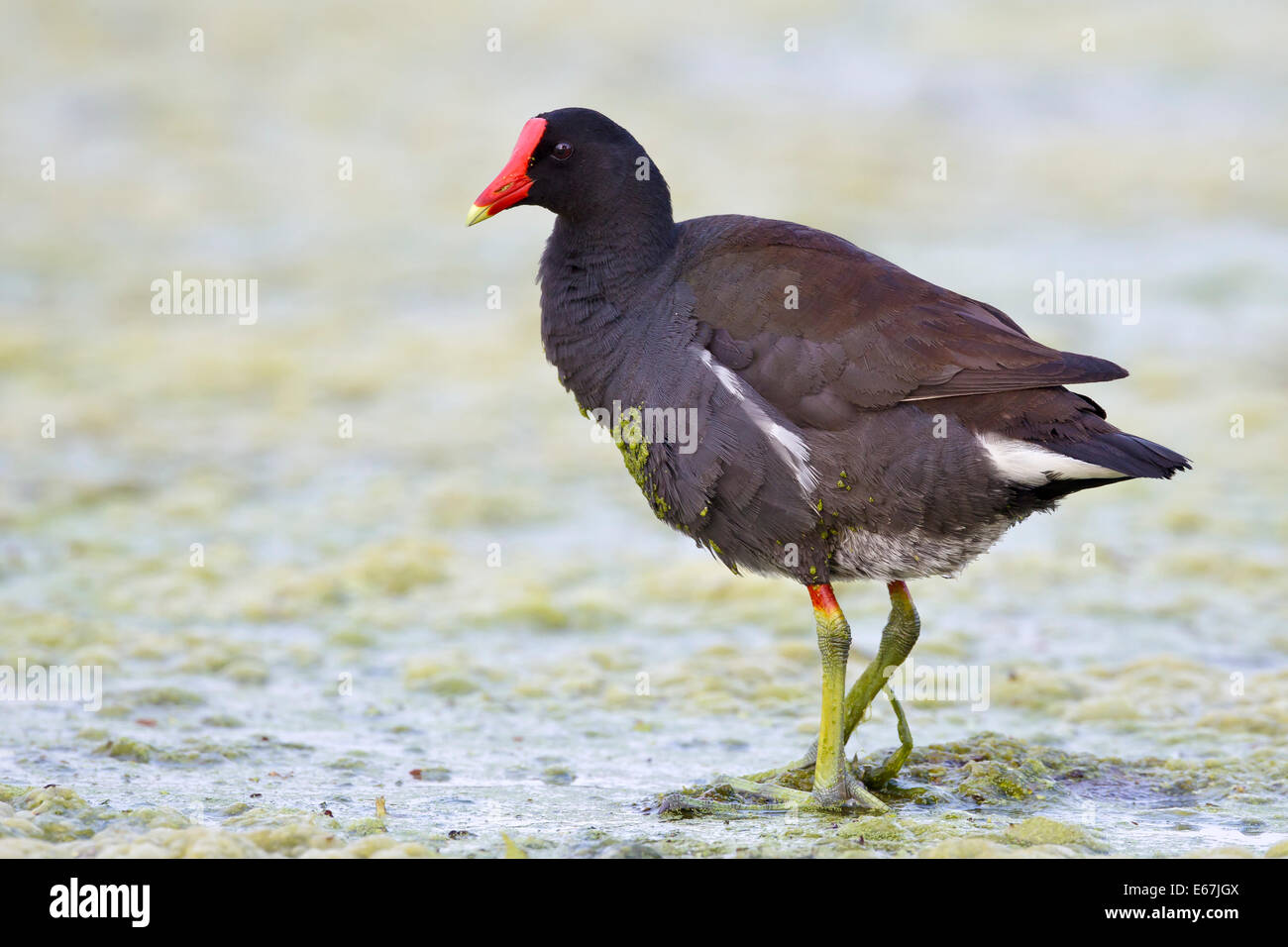 Teichhühner - Gallinula chloropus Stockfoto