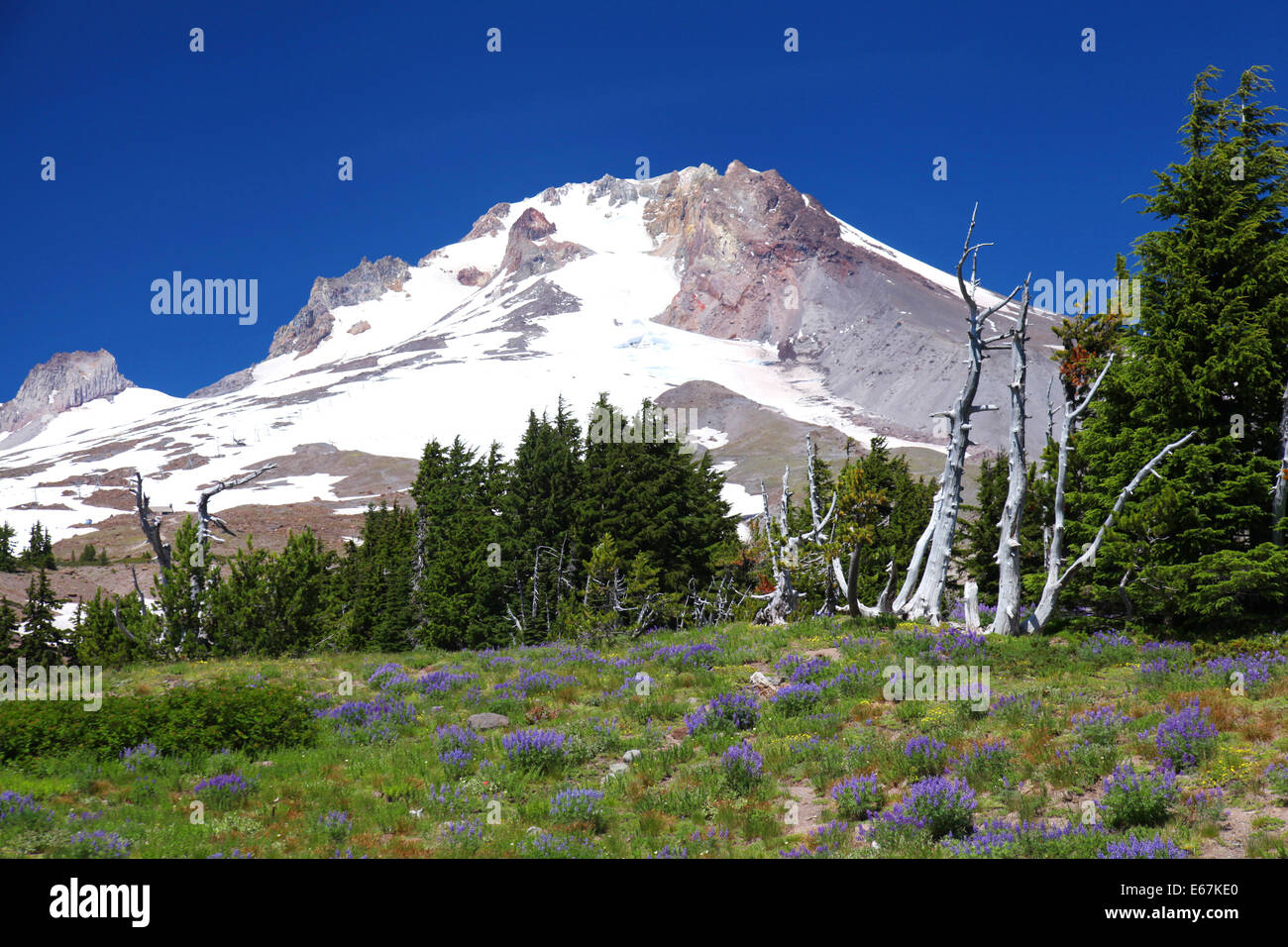 Mount Hood in Oregon Stockfoto