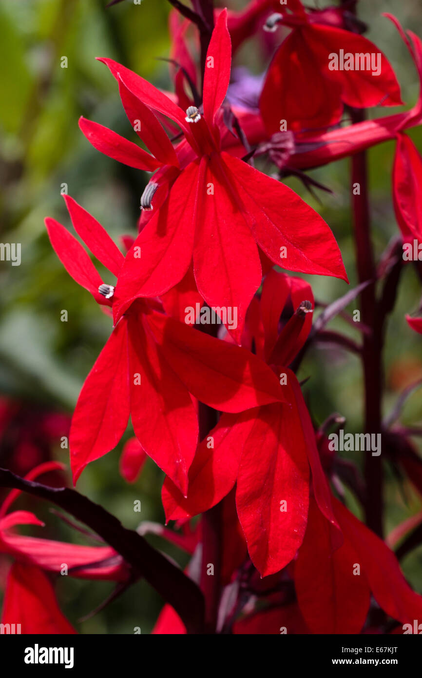 Leuchtend roten Blüten der Feuchtigkeit liebende mehrjährige Lobelia Cardinalis 'Queen Victoria' Stockfoto