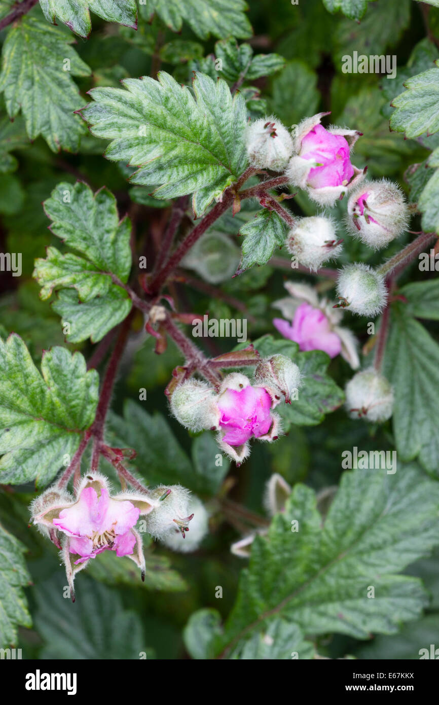 Juni-Blumen von Ghost Brombeere, Rubus Thibetanus "Silver Fern" Stockfoto