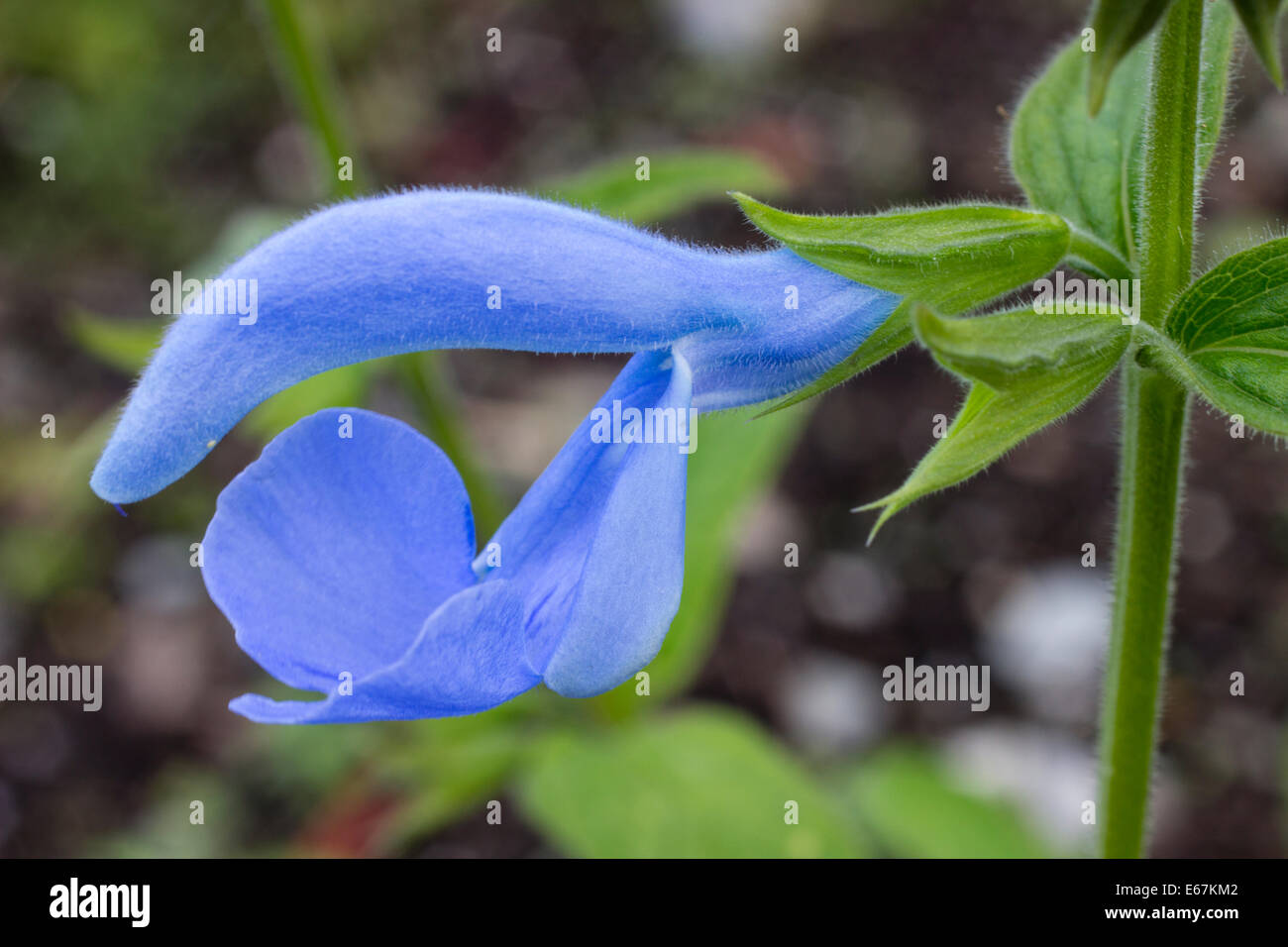 Aufnahme einer einzigen Blüte Salvia Patens 'Cambridge Blue' hautnah Stockfoto