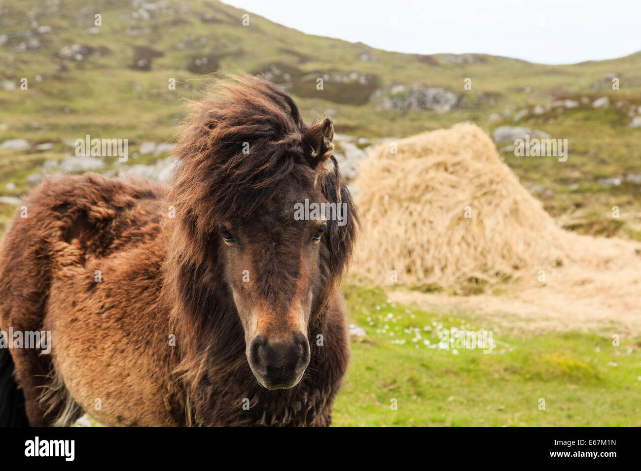 Wildes Pony von Essen Strohhaufen. Loch Druidibeg National Nature Reserve, South Uist, äußeren Hebriden, Western Isles, Schottland, UK Stockfoto