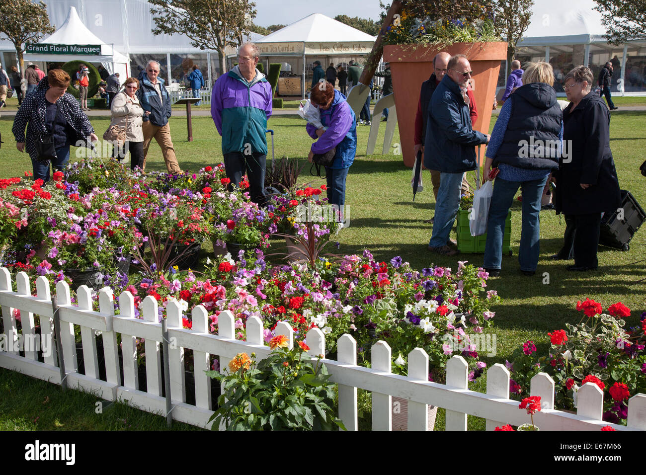 Southport, Merseyside, England. 17. August 2014.  Finaltag bei der Southport Flower Show, mit Lenty Spaß für die ganze Familie mit schönen Garten und Blumenschmuck und eine massive verkaufen Weg von Exponaten auf 16:00. Dieses Großbritanniens größte unabhängige Flower Show, die feiert seinen 85. Jahr mit einer lärmenden Karneval-wie Feier aller Dinge lateinamerikanischen.  Unterhaltung, Essen Demonstrationen und Gartengestaltung. Bildnachweis: Mar Photographics/Alamy Live-Nachrichten. Stockfoto