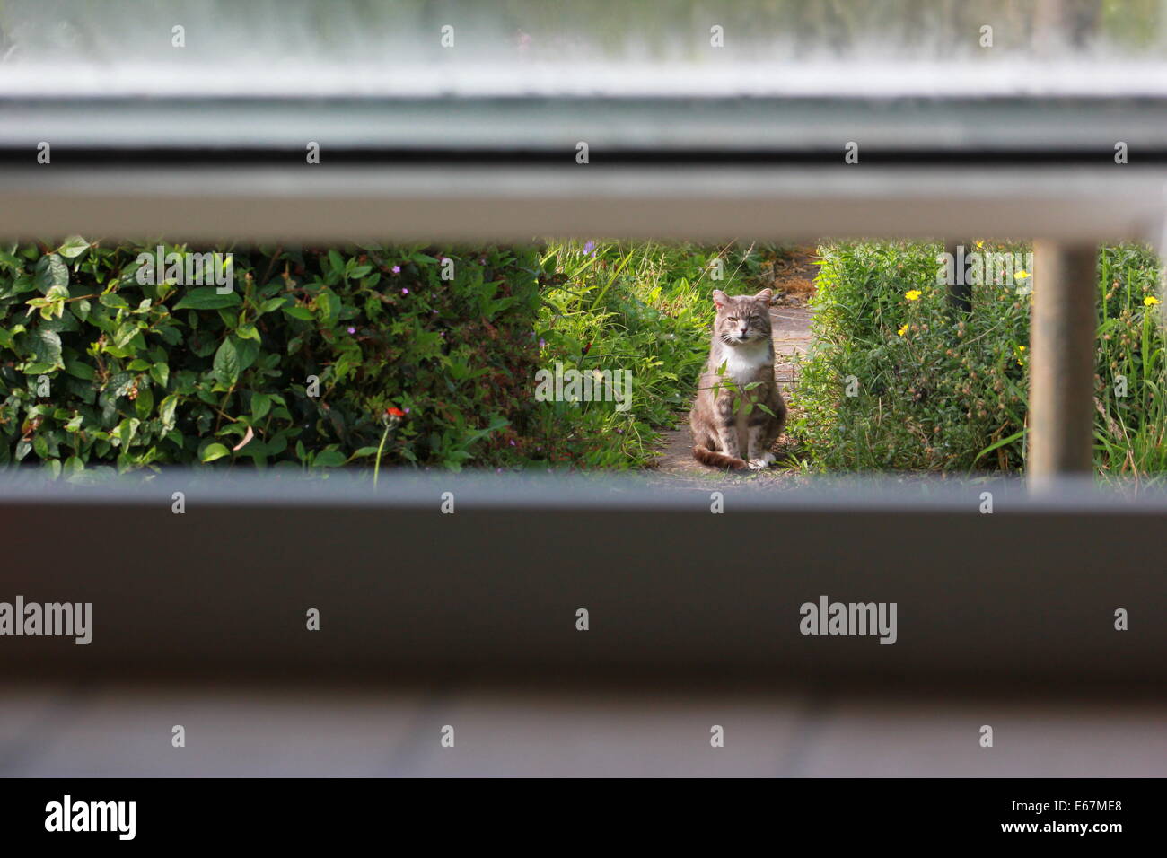 Tabby Katze starrte durch offene Fenster Stockfoto