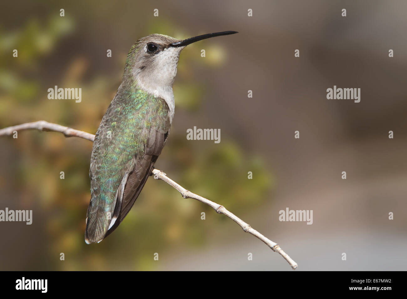 Costas Kolibri - Calypte besteht - erwachsenes Weibchen Stockfoto