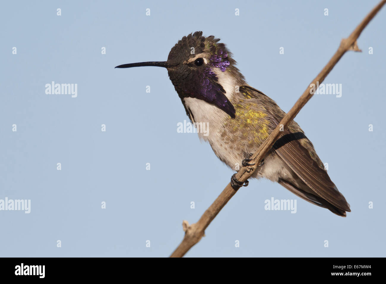 Costas Kolibri - Calypte besteht - Männchen Stockfoto