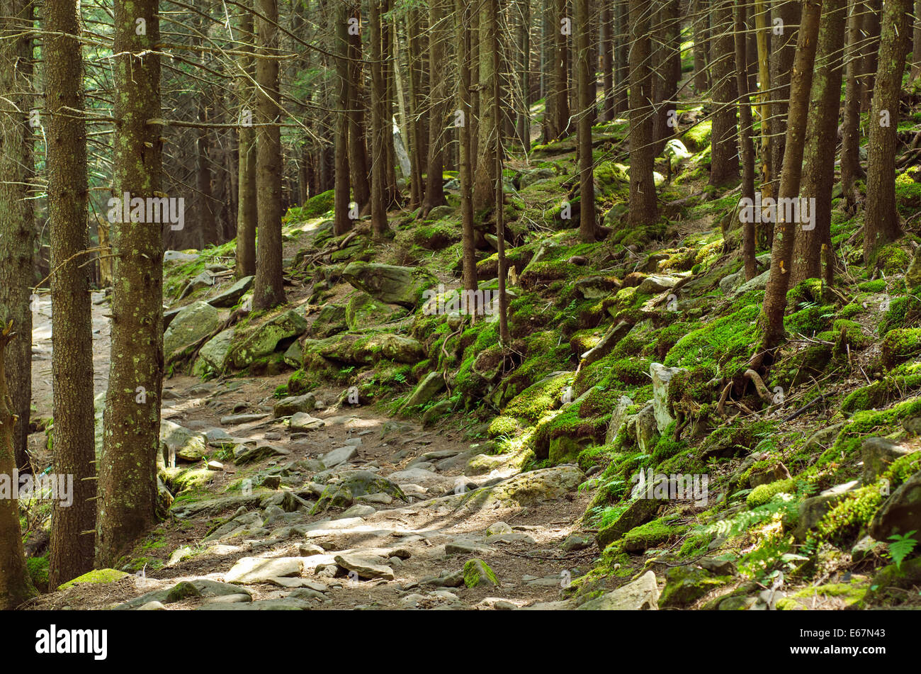 Dichten grünen Wald Stockfoto