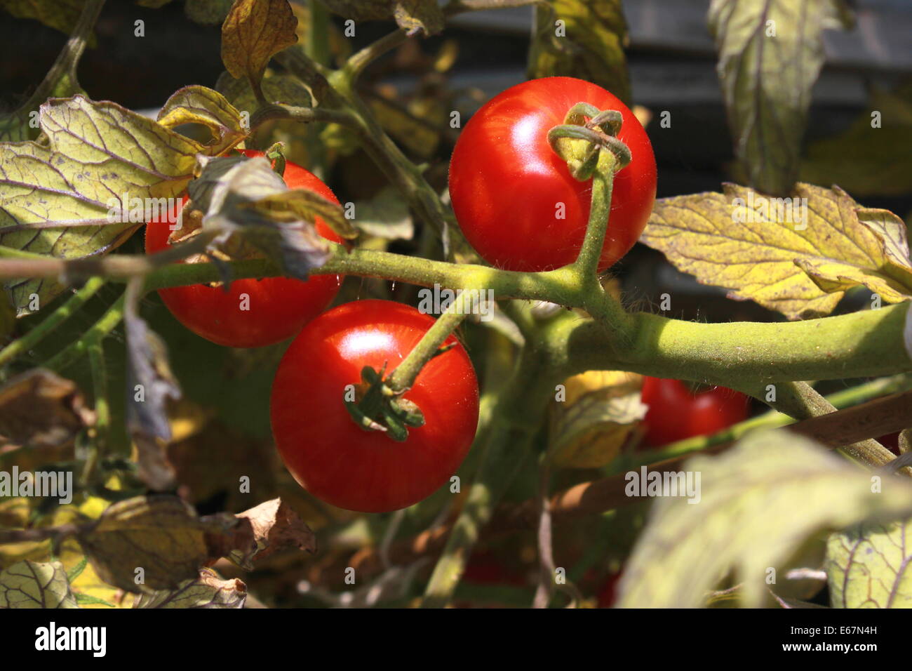 Tigerella Tomaten im Gewächshaus Stockfoto