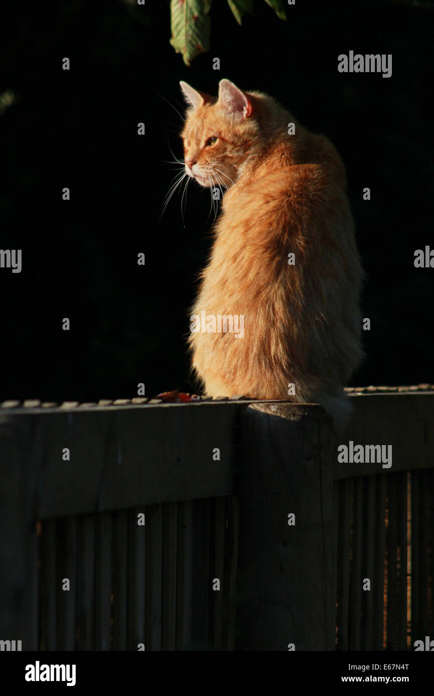 Ingwer-Katze am Gartenzaun Stockfoto
