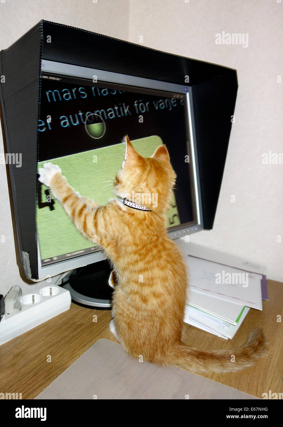 Eine verspielte Katze jagt Cursor auf einem Computerbildschirm. Stockfoto