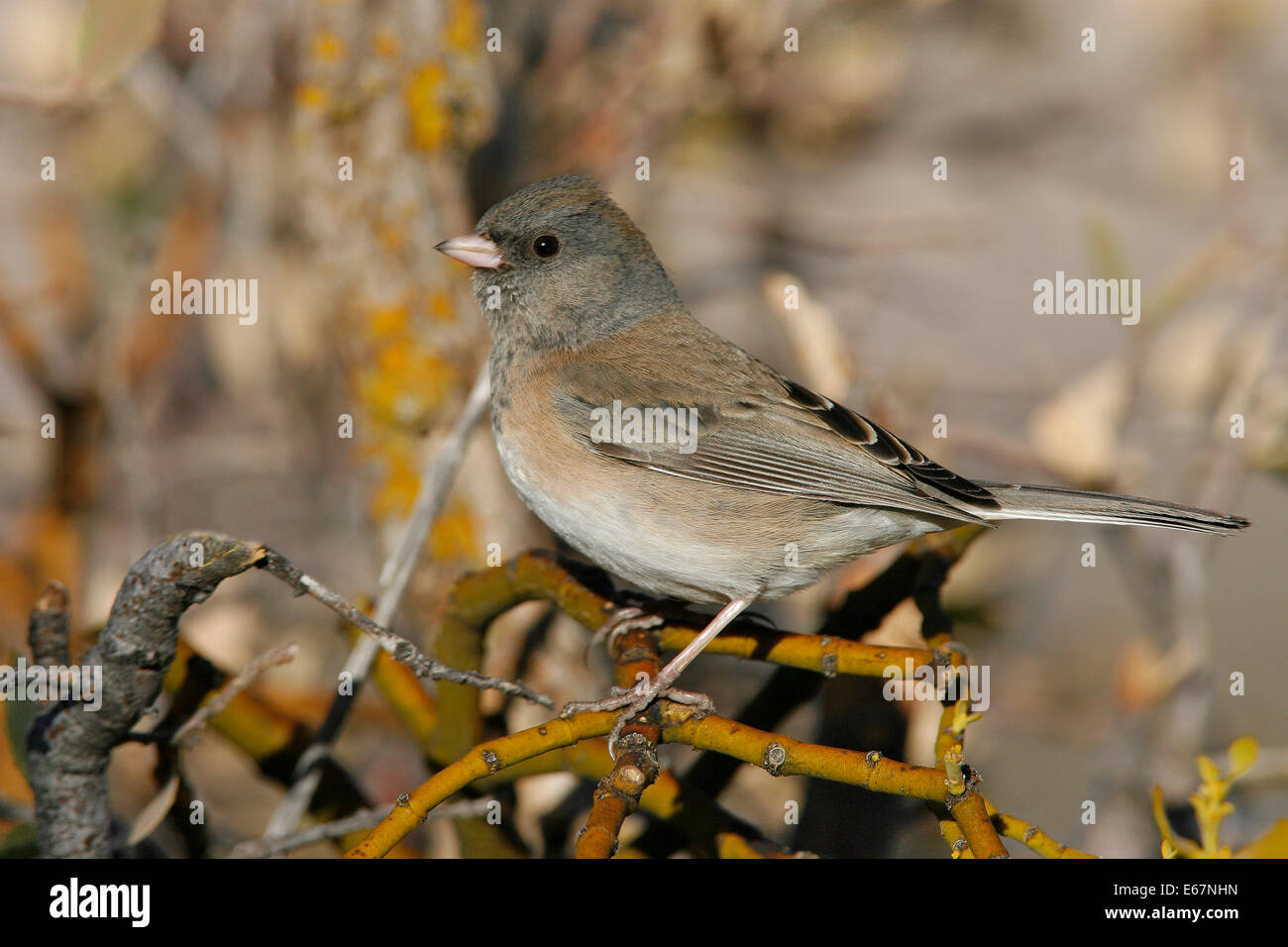 Dunkel-gemustertes Junco - Junco Hyemalis (Oregon-Form) Stockfoto