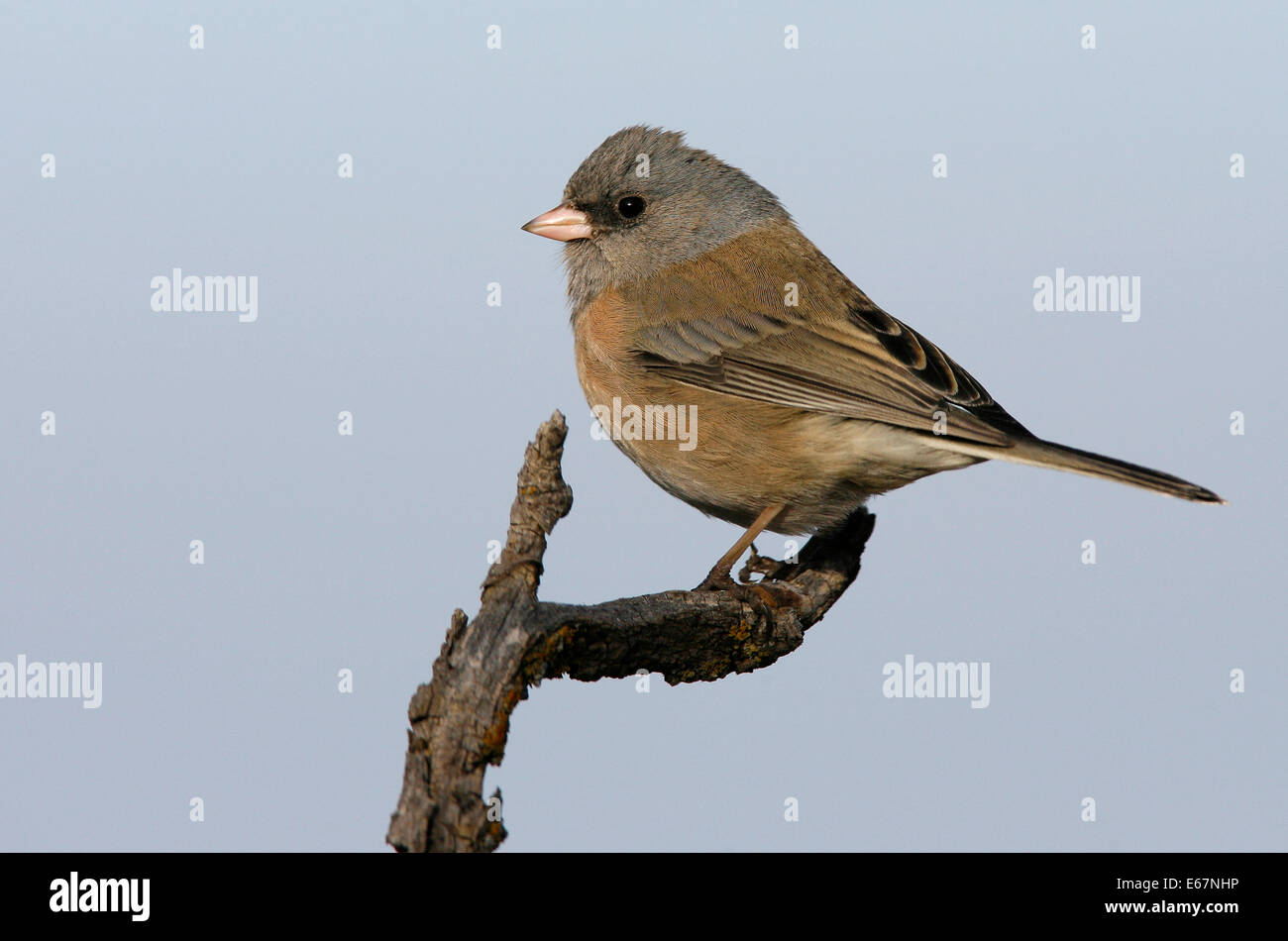Dunkel-gemustertes Junco - Junco Hyemalis (Oregon-Form) Stockfoto