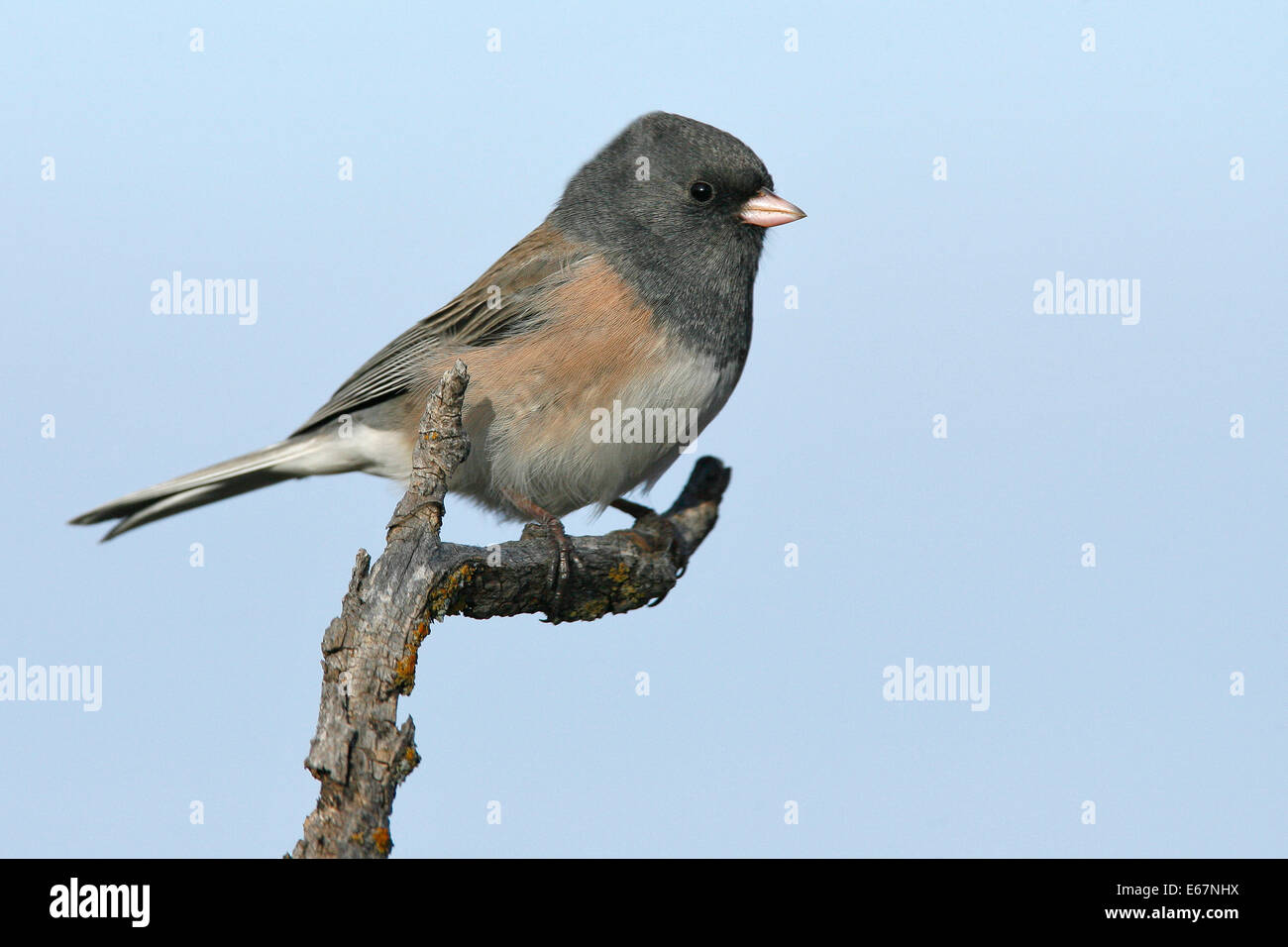 Dunkel-gemustertes Junco - Junco Hyemalis (Oregon Form) - erwachsenes Weibchen Stockfoto
