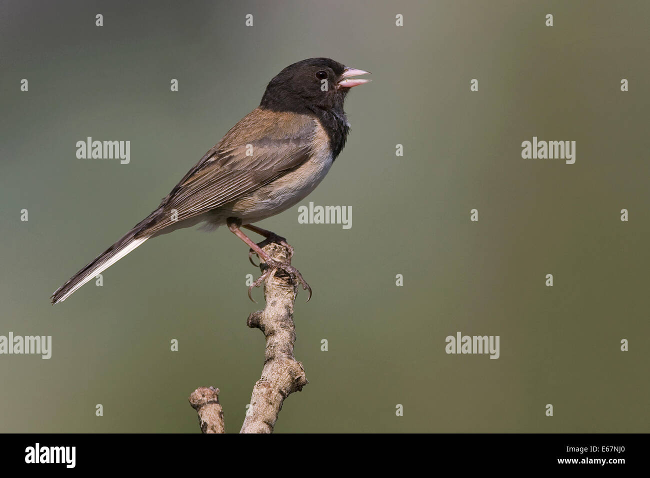 Dunkel-gemustertes Junco - Junco Hyemalis (Oregon Form) - männlich Stockfoto
