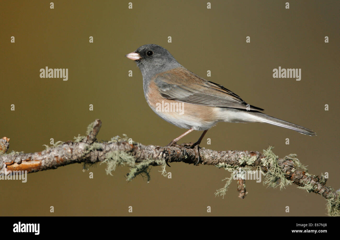 Dunkel-gemustertes Junco - Junco Hyemalis (Oregon-Form) Stockfoto