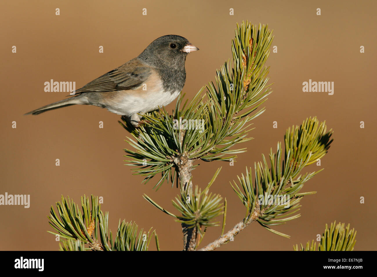 Dunkel-gemustertes Junco - Junco Hyemalis (Oregon-Form) Stockfoto