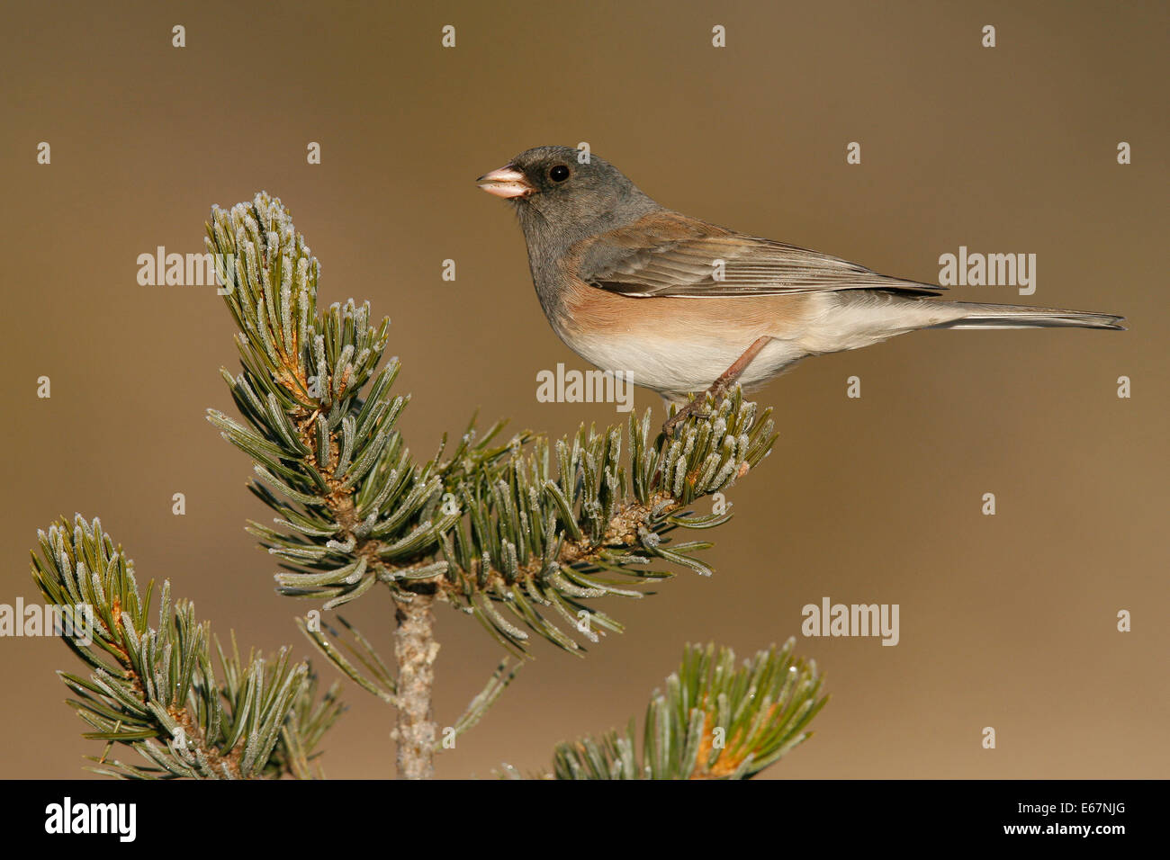Dunkel-gemustertes Junco - Junco Hyemalis (Oregon-Form) Stockfoto