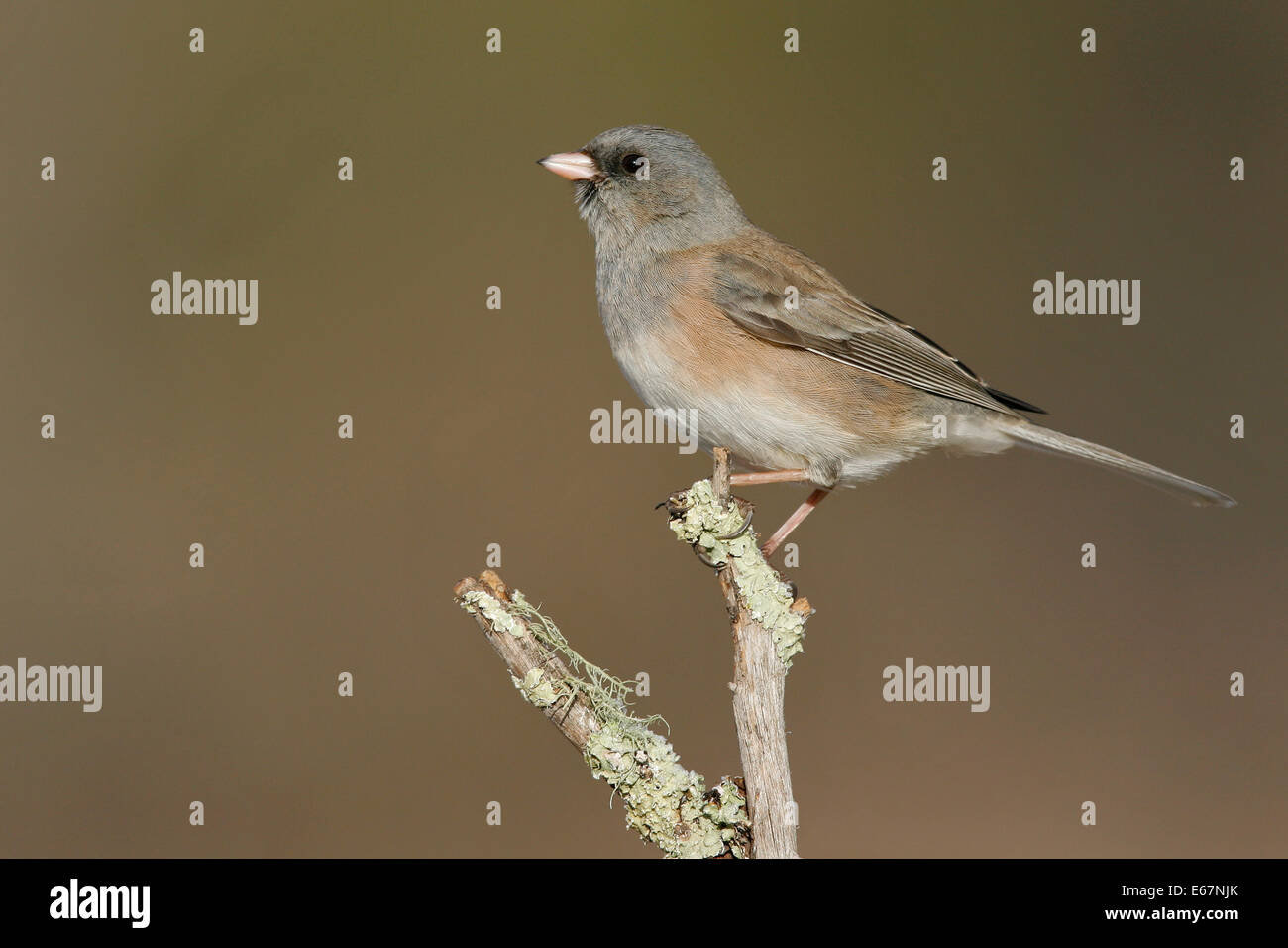 Dunkel-gemustertes Junco - Junco Hyemalis (Oregon-Form) Stockfoto