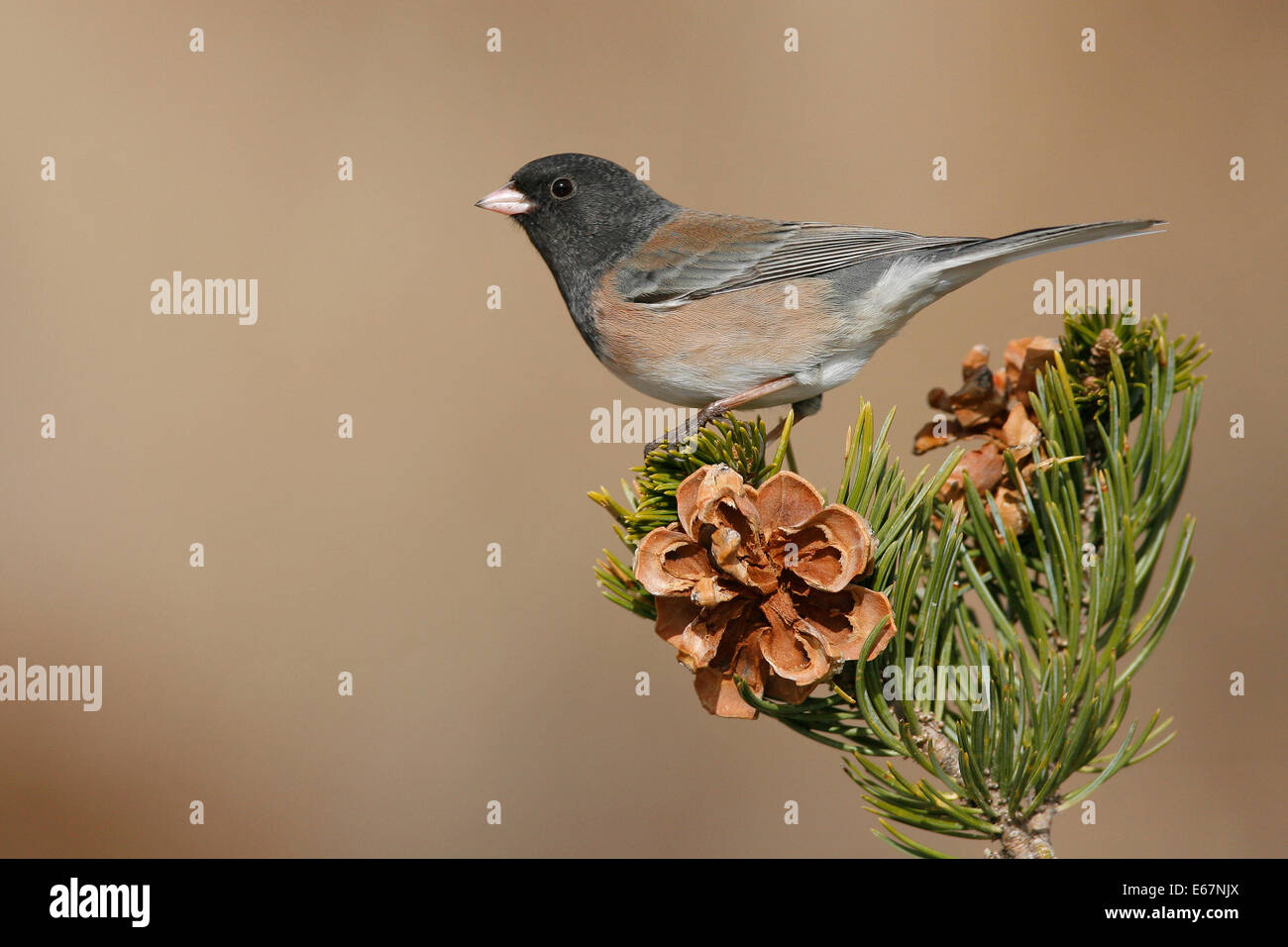 Dunkel-gemustertes Junco - Junco Hyemalis (Oregon-Form) Stockfoto