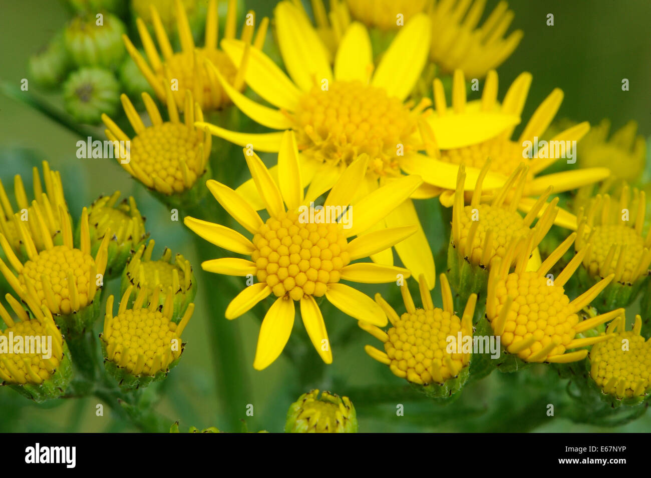 Blumen des gemeinsamen Kreuzkraut (Senecio Jacobaea), Bedgebury Wald, Kent, UK. Stockfoto
