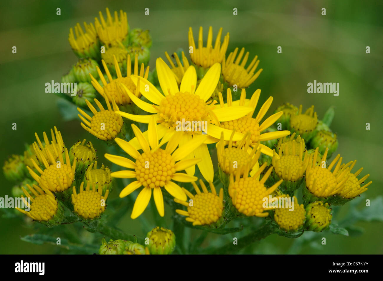 Blumen des gemeinsamen Kreuzkraut (Senecio Jacobaea), Bedgebury Wald, Kent, UK. Stockfoto