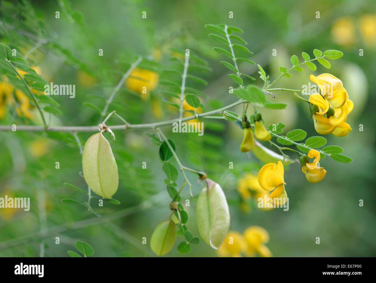 Blase senna colutea arborescens Fotos und Bildmaterial in hoher