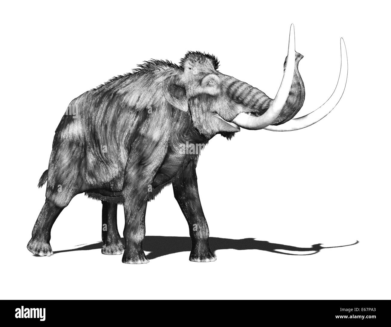 Mammut / Mammoth Stockfoto