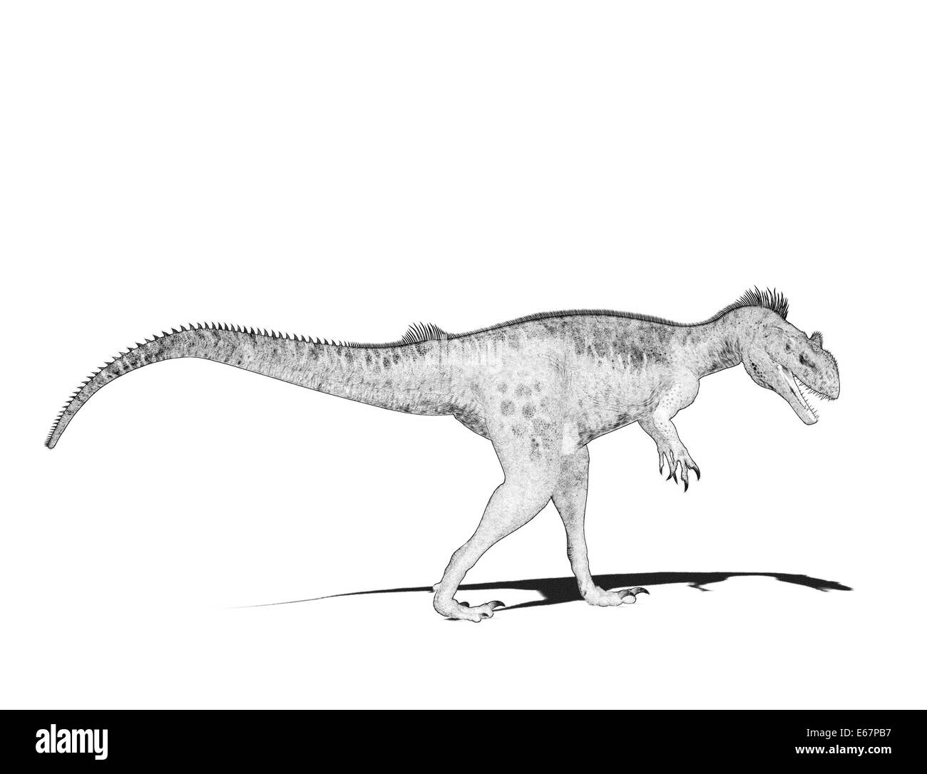 Dinosaurier Megalosaurus / Dinosaurier Megalosaurus Stockfoto