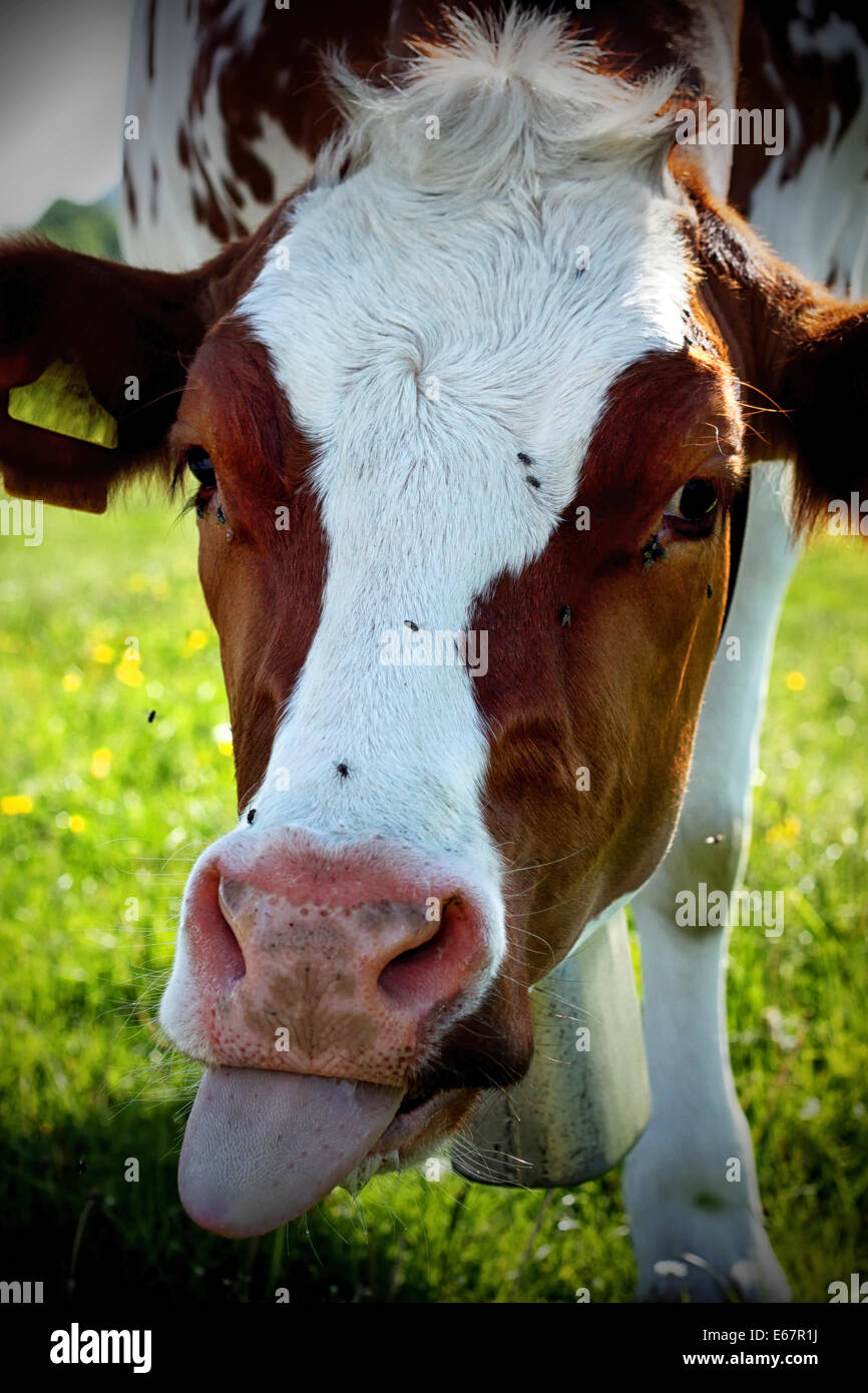 Kuh zeigt Zunge heraus Stockfoto