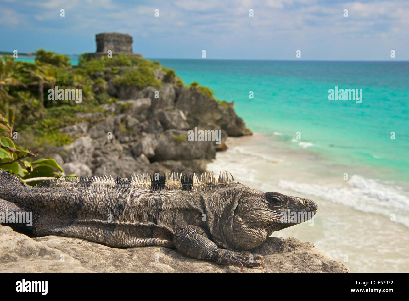 Leguan strand -Fotos und -Bildmaterial in hoher Auflösung – Alamy