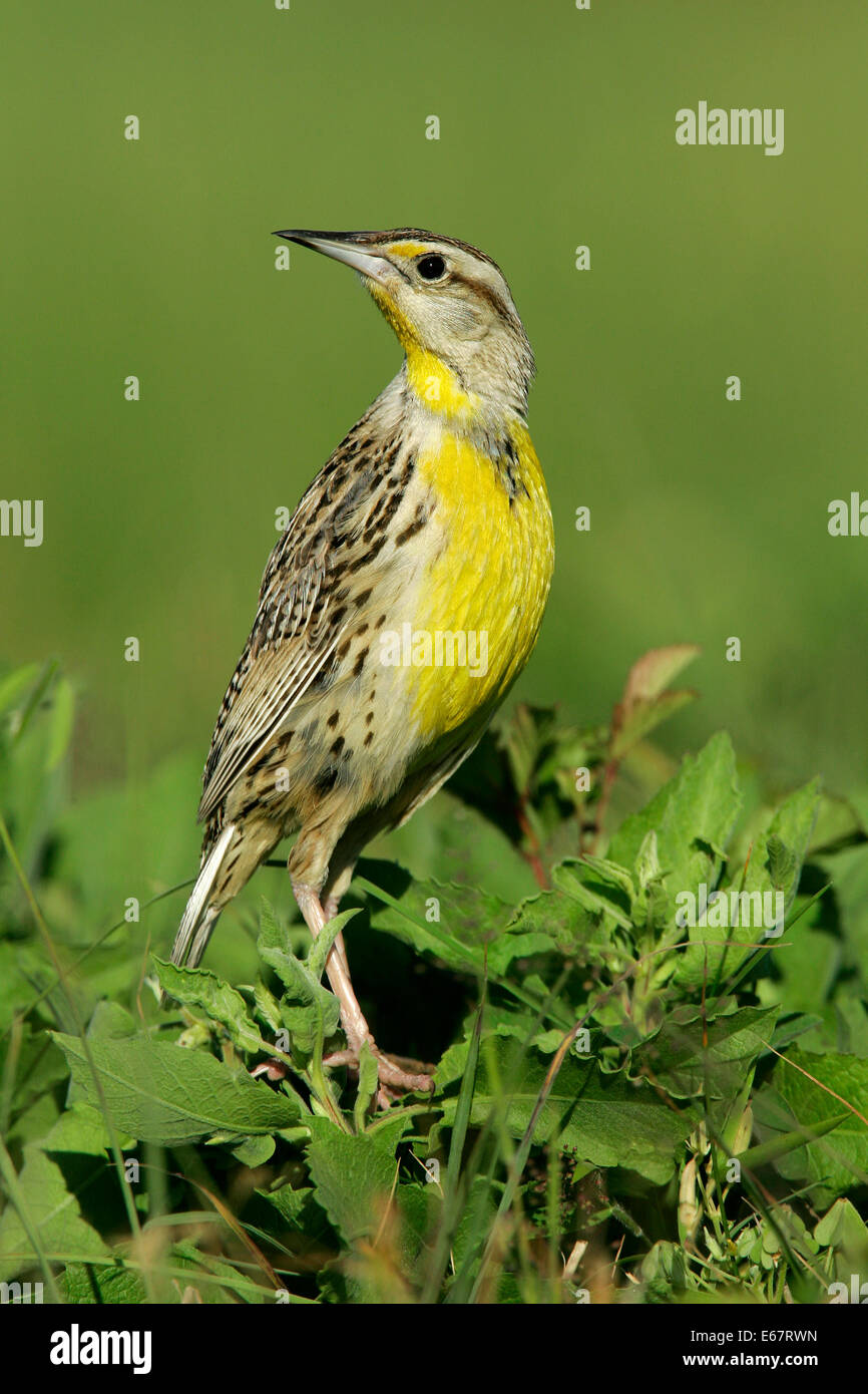 Östlichen Meadowlark - Sturnella magna Stockfoto