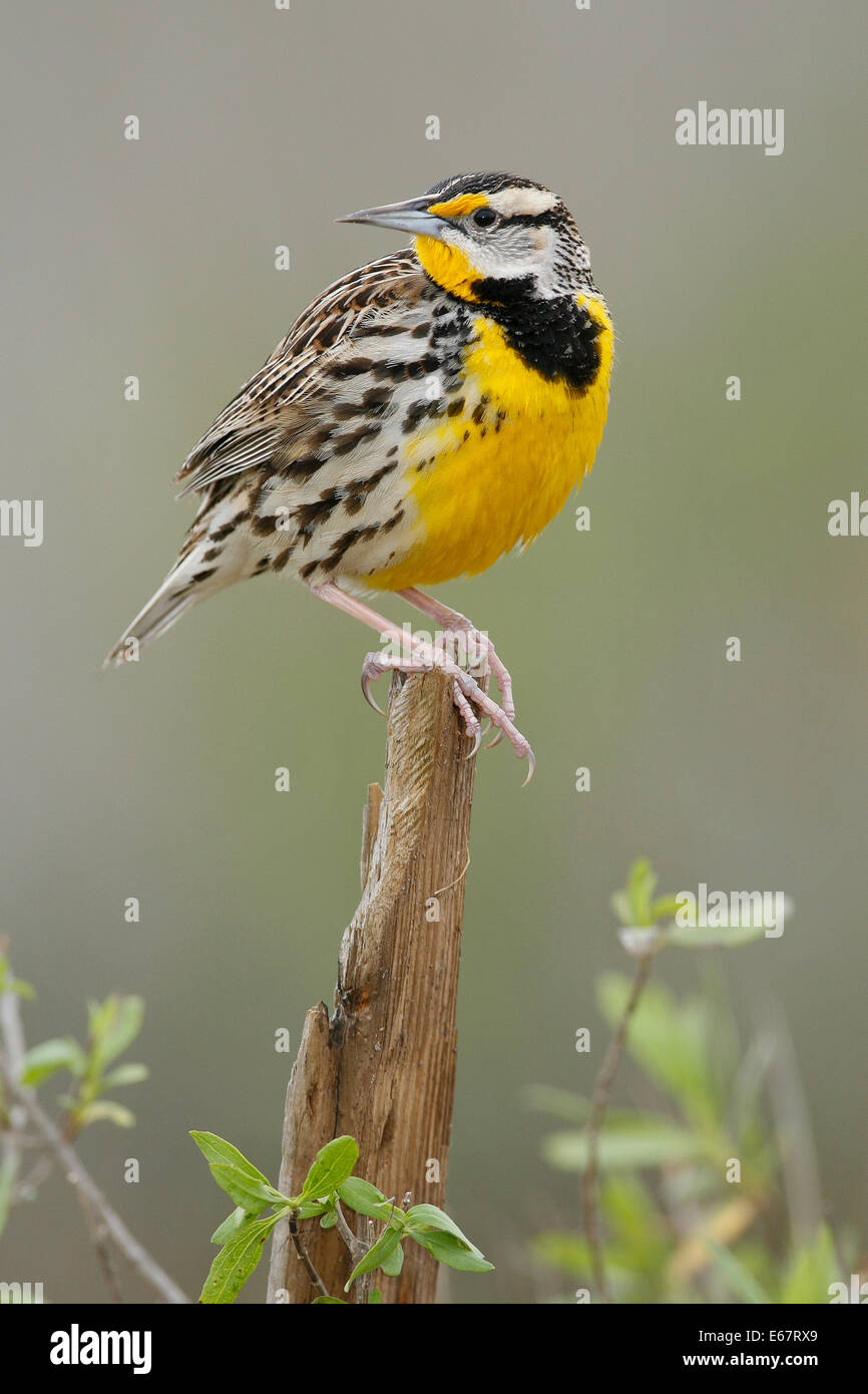 Östlichen Meadowlark - Sturnella Magna - Zucht Erwachsener Stockfoto