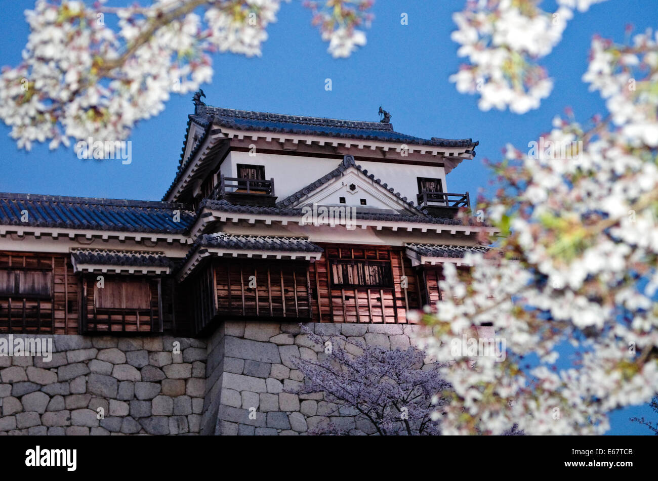 Matsuyama Schloss und Kirschblüten nach Sonnenuntergang, Matsuyama, Shikoku, Japan Stockfoto