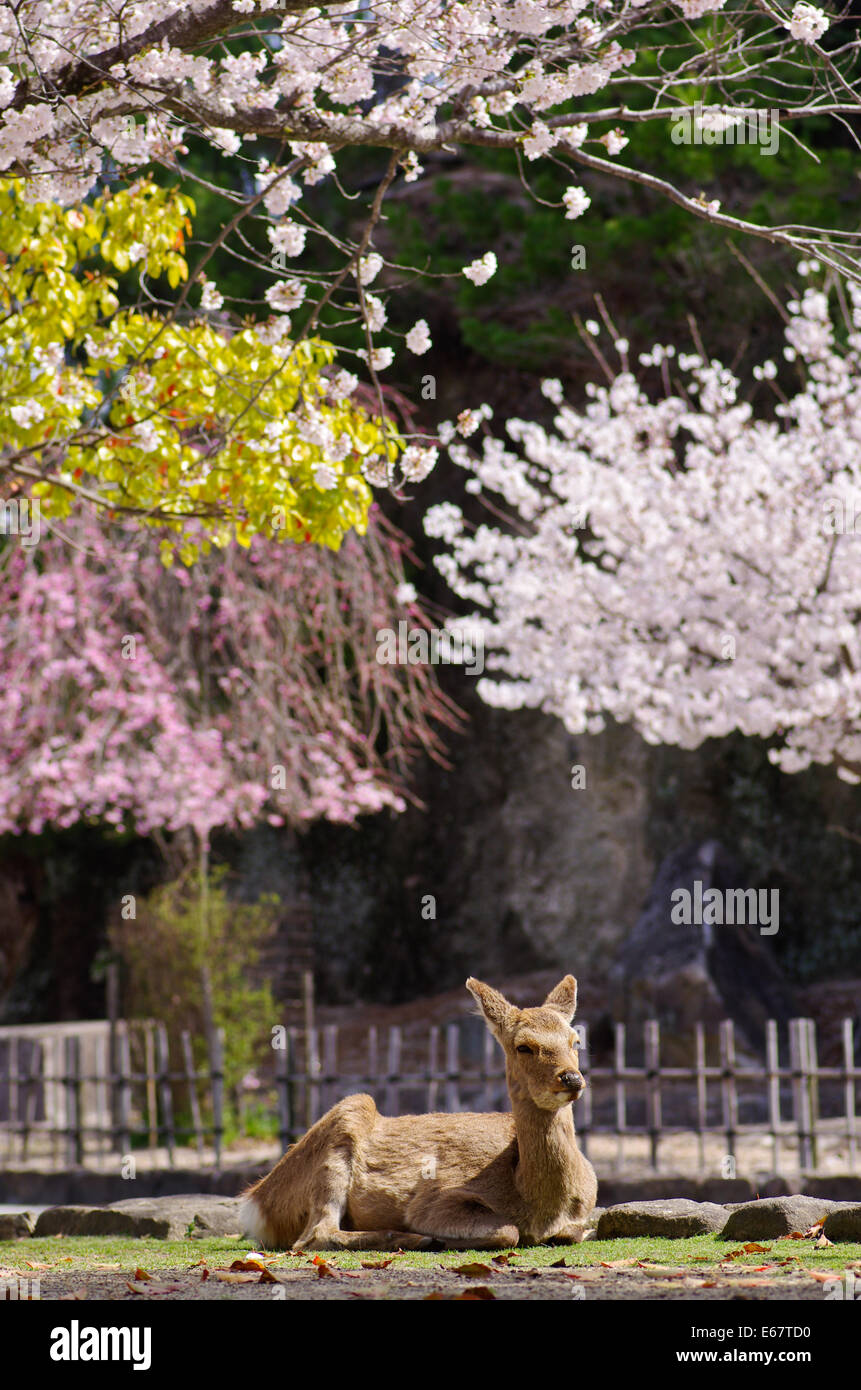 Hirsch ruhen unter den Kirschblüten in Miyajima, Japan Stockfoto