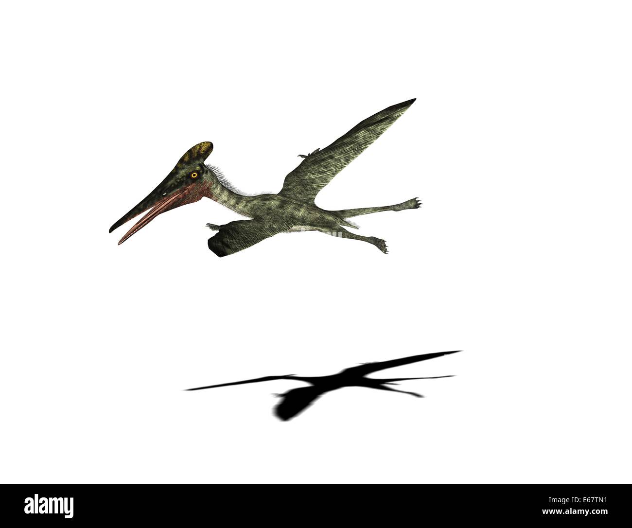 Dinosaurier Pterodactylus / Dinosaurier Pterodactylus Stockfotografie