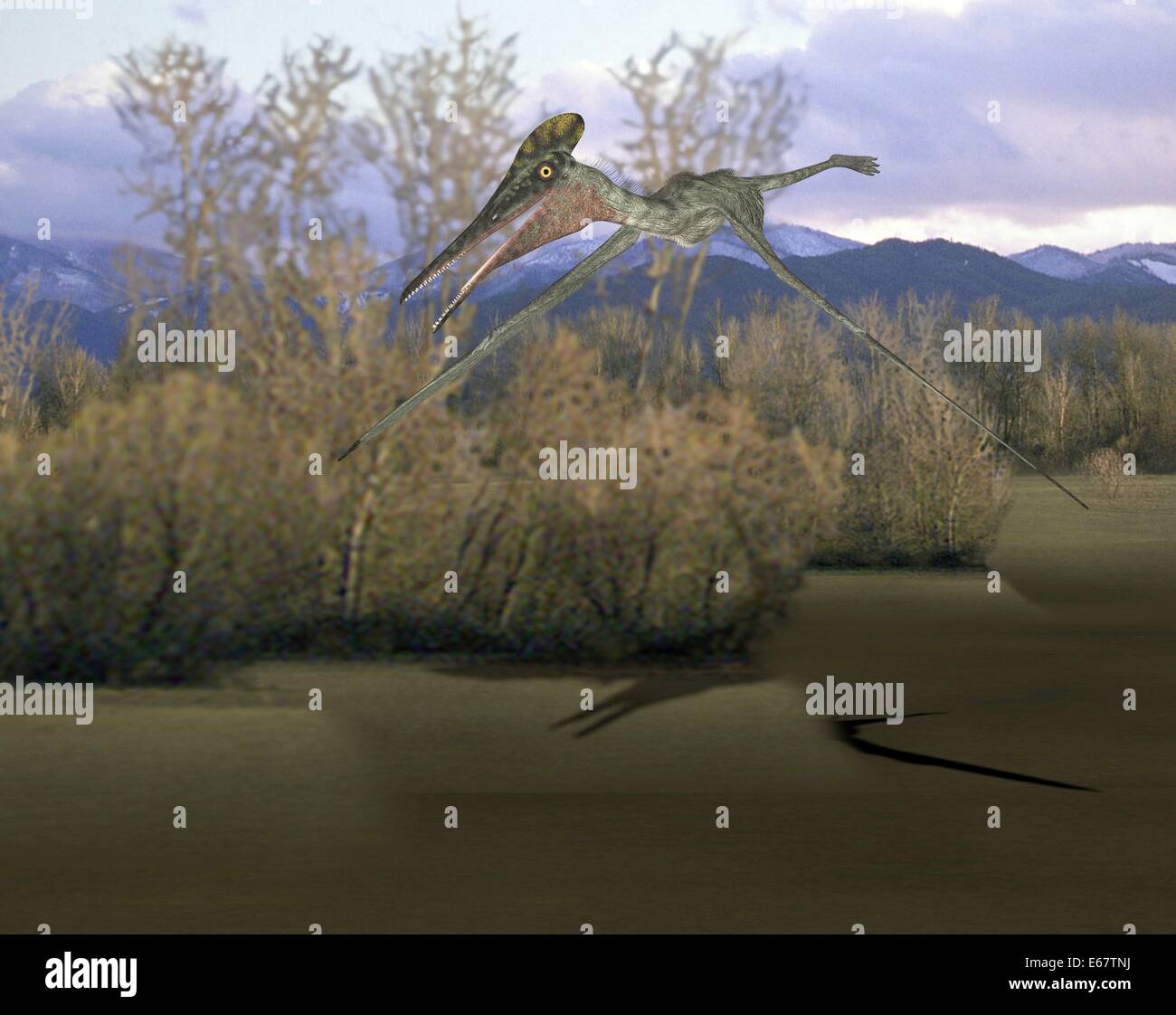 Dinosaurier Pterodactylus / Dinosaurier Pterodactylus Stockfotografie