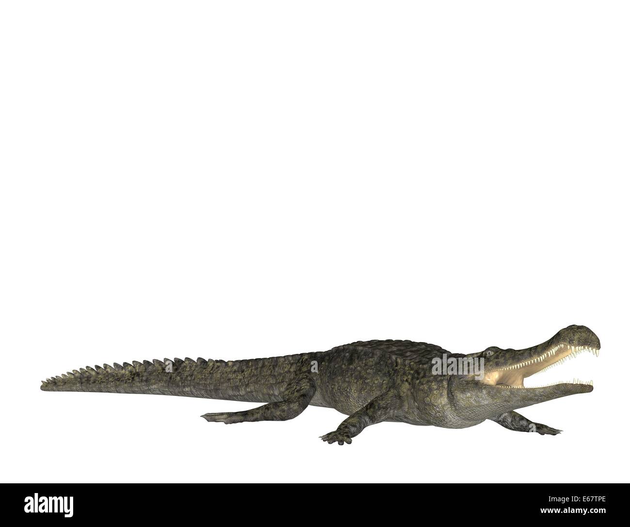 Sarcosuchus / Sarcosuchus Stockfoto