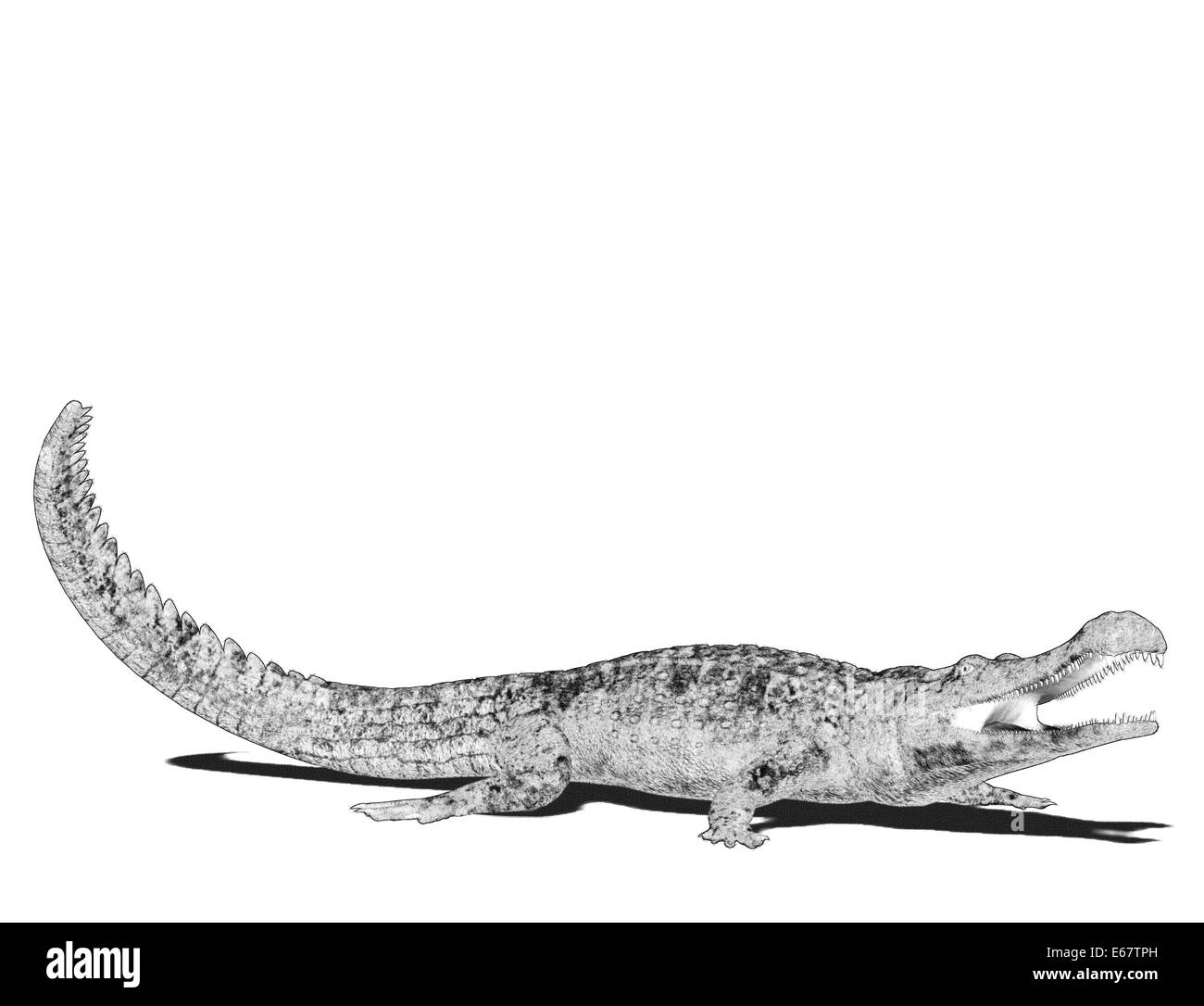 Sarcosuchus / Sarcosuchus Stockfoto
