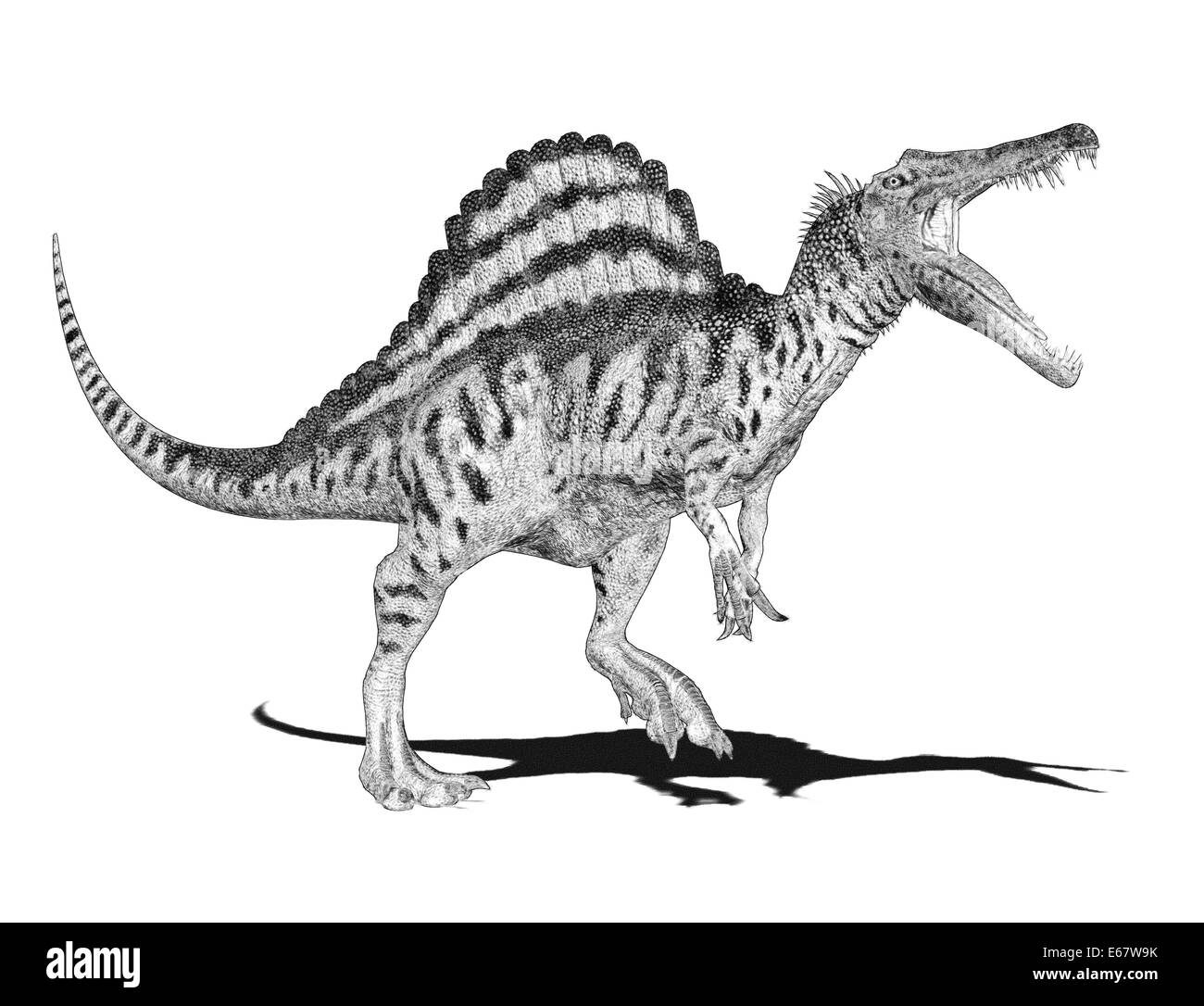 Spinosaurus Schwarzweiß Stockfotos und  bilder   Alamy