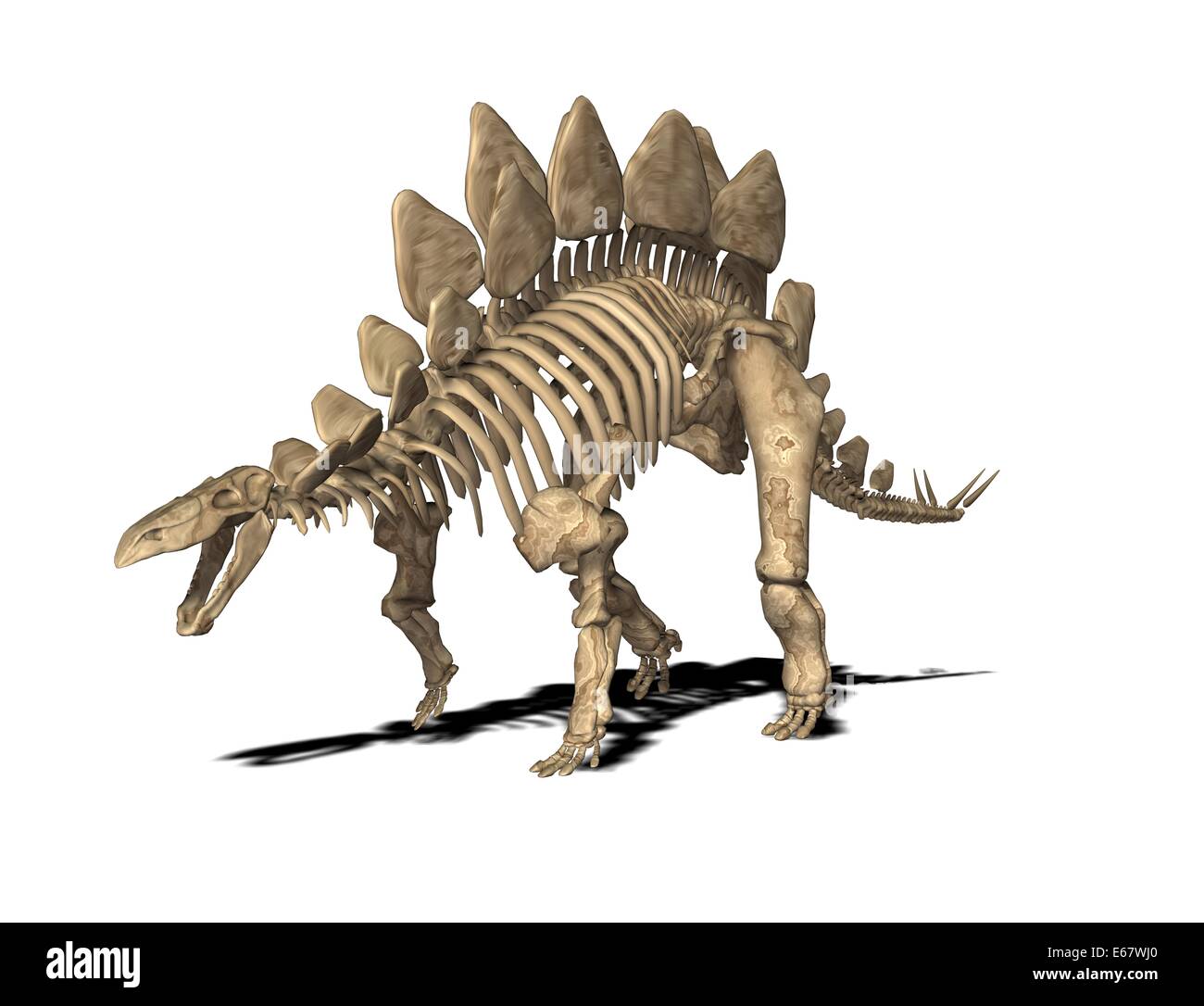 Dinosaurier Stegosaurus-Skelett / Dinosaurier Stegosaurus-Skelett Stockfoto