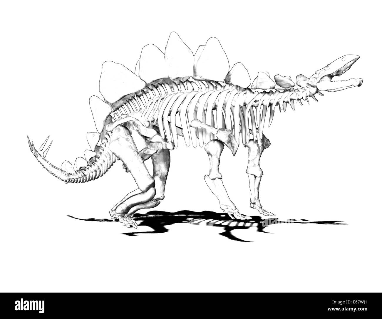 Dinosaurier Stegosaurus-Skelett / Dinosaurier Stegosaurus-Skelett Stockfoto