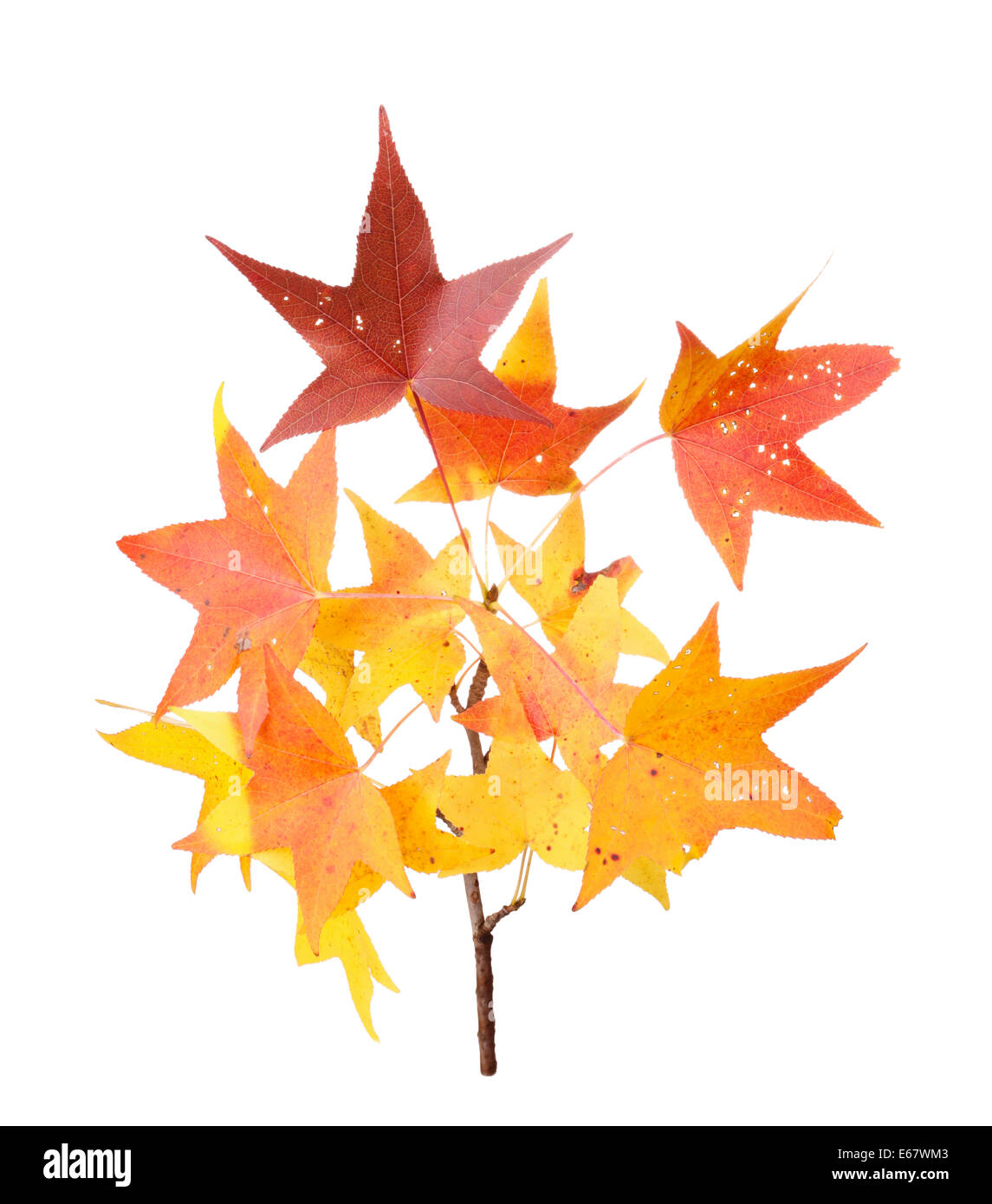 Rot, gelb und Orange Blätter der Amberbaum (Liquidambar Styraciflua