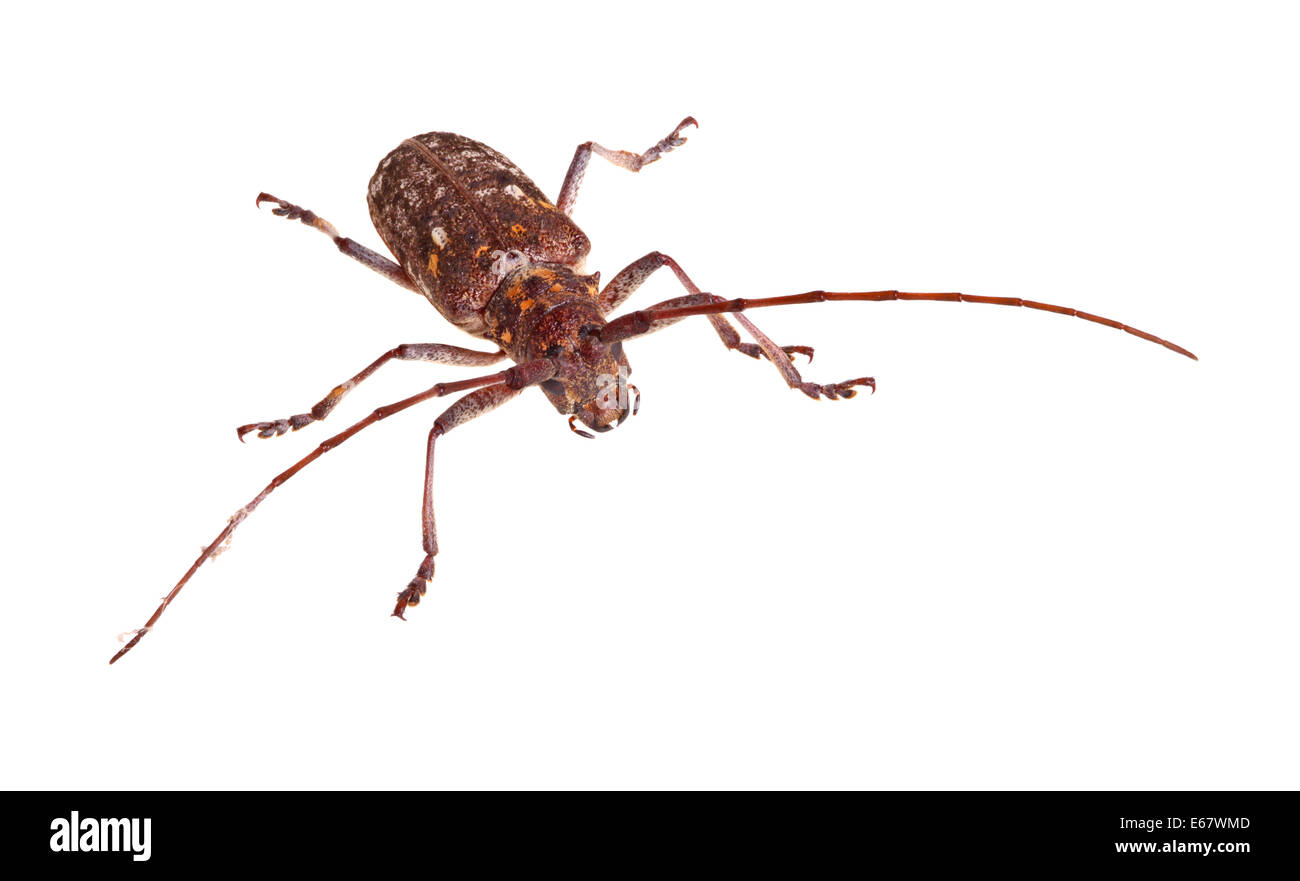 Erwachsene von Carolina Pine Sawyer, Monochamus Carolinensis, eine Art von Longhorn Beetle in der Familie Cerambycidae isoliert ag Stockfoto