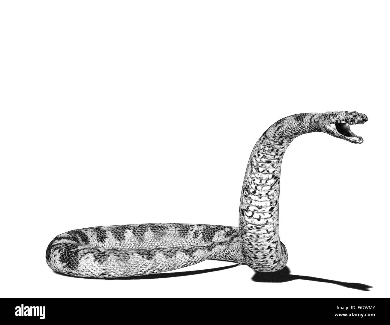 Titanoboa cerrejonensis SchwarzweißStockfotos und bilder Alamy