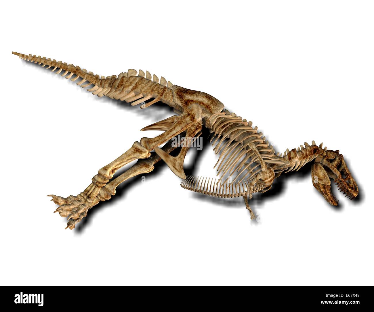 Dinosaurier Tyrannosaurus Rex / Dinosaurier Tyrannosaurus Rex Skelett Stockfoto