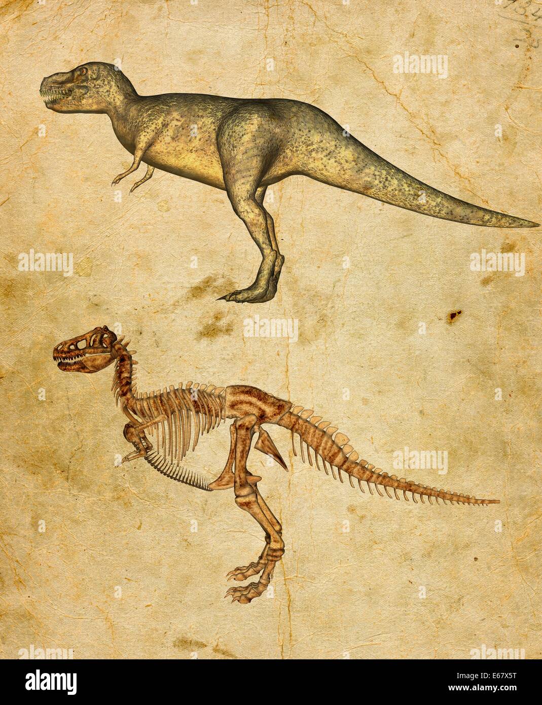 Dinosaurier Tyrannosaurus Rex / Dinosaurier Tyrannosaurus Rex Stockfoto