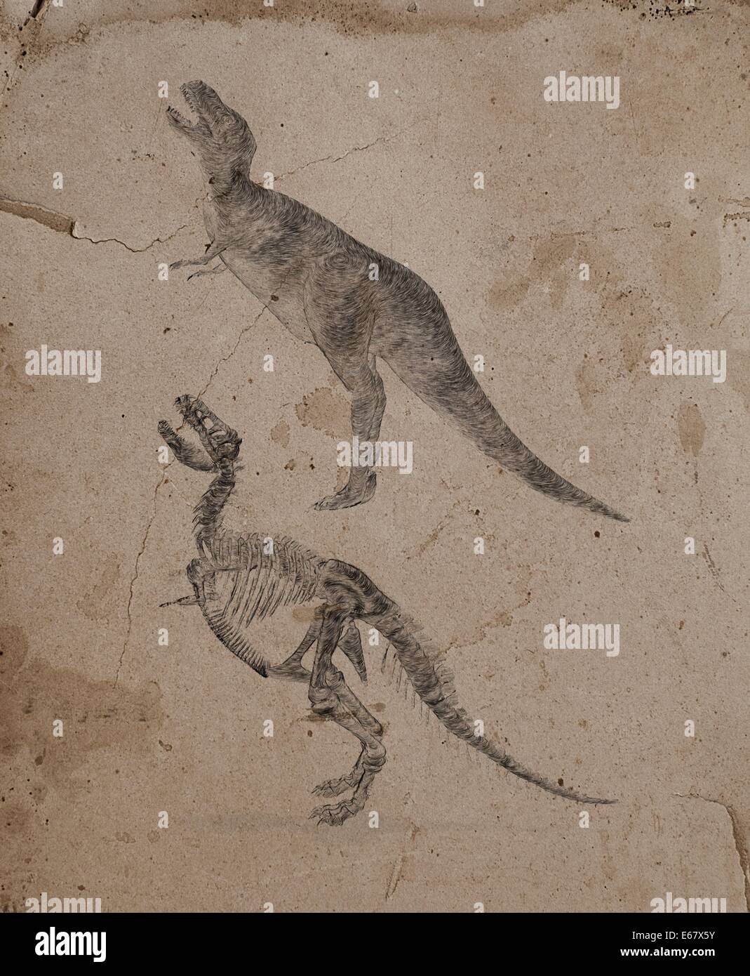 Dinosaurier Tyrannosaurus Rex / Dinosaurier Tyrannosaurus Rex Stockfoto