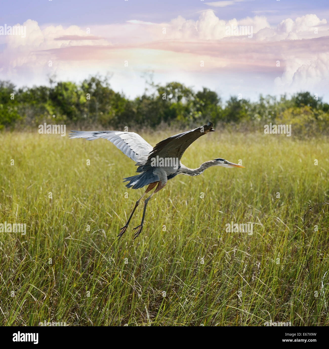 Great Blue Heron im Flug über Feuchtgebiete Stockfoto