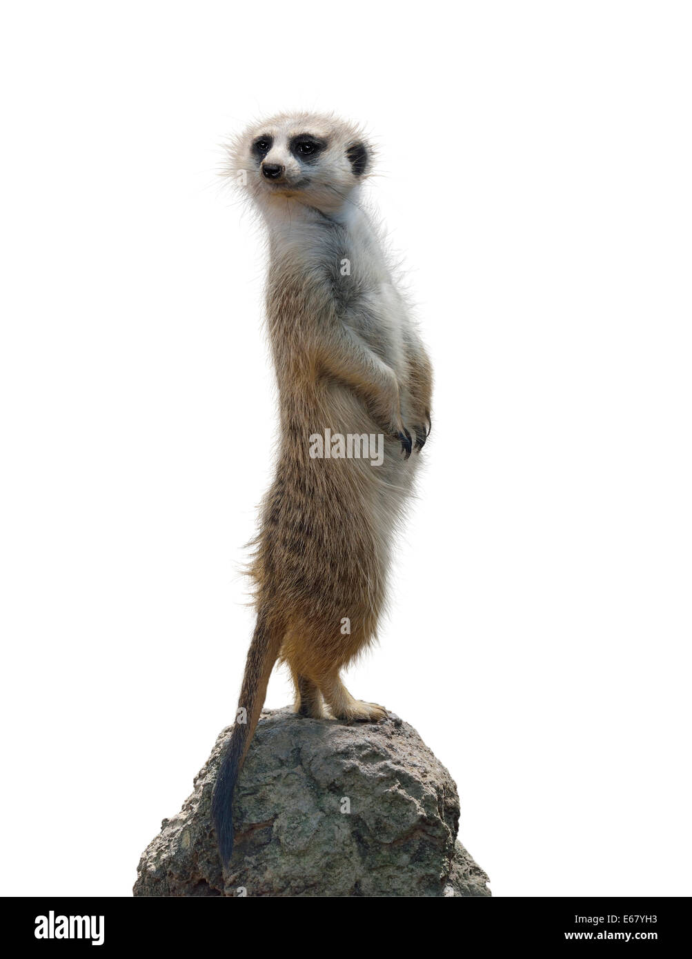 Erdmännchen, Isolated On White Background Stockfoto