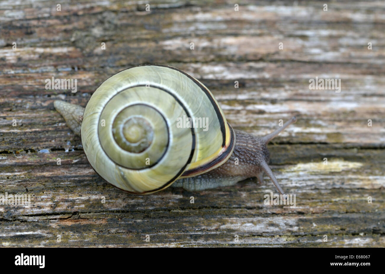 Braun lippige Schnecke (Bänderschnecken Nemoralis), UK Stockfoto